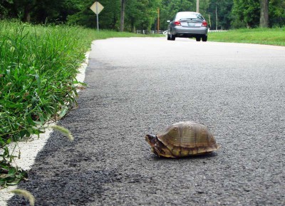 keeping wild turtles as pets