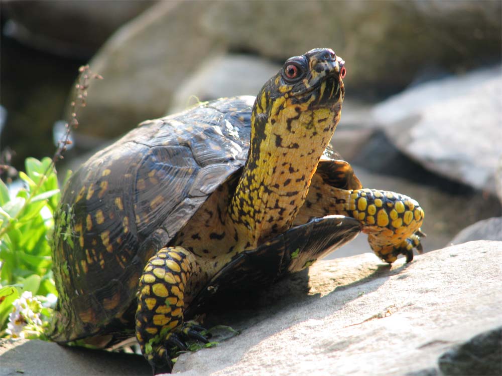 Box turtle climbing out of pond