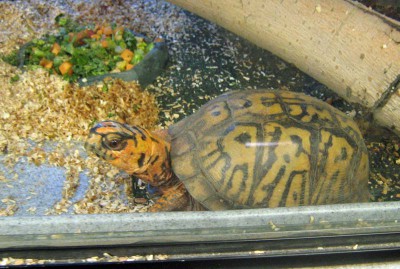 Can Box Turtles Eat Pumpkin? 2